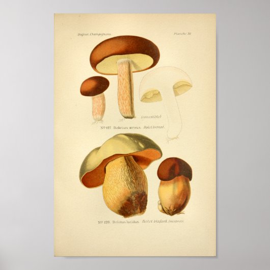 groene bruine paddenstoelen Kunst print Frans (Voorkant)