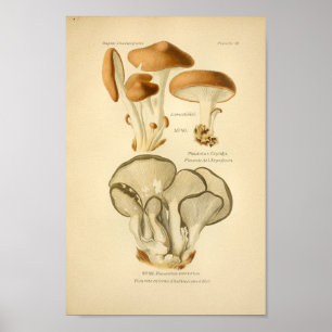  groene bruine paddenstoelen Kunst print Frans