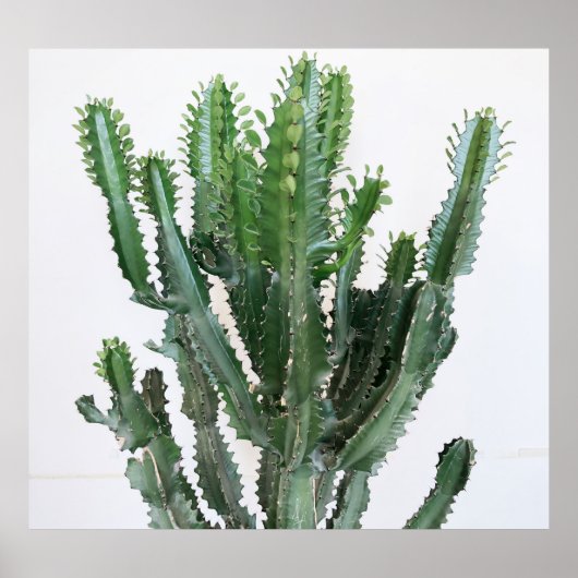 Groene cactus: minimalistische witte achtergrond poster (Voorkant)