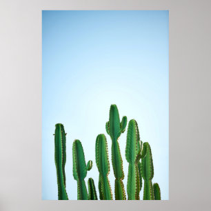 Groene cactus plant op witte achtergrond poster