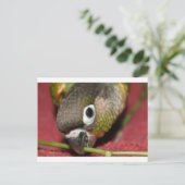 Groene Cheek Conure Briefkaart (Staand voorkant)