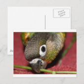 Groene Cheek Conure Briefkaart (Voorkant / Achterkant)