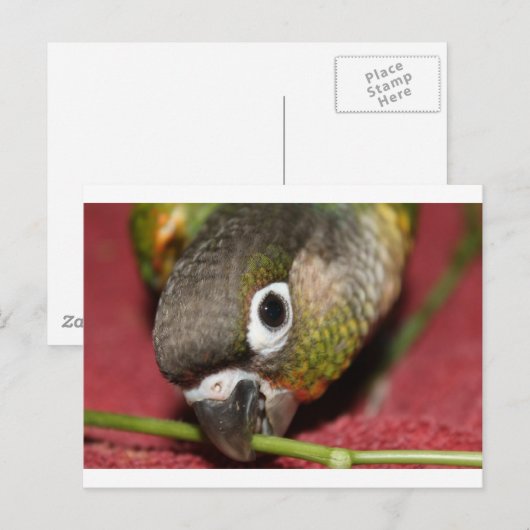 Groene Cheek Conure Briefkaart (Voorkant / Achterkant)