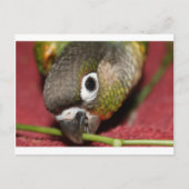Groene Cheek Conure Briefkaart (Voorkant)