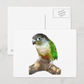 Groene Cheek Conure Briefkaart (Voorkant / Achterkant)