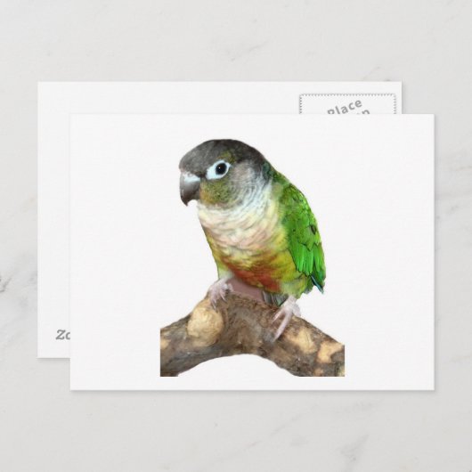 Groene Cheek Conure Briefkaart (Voorkant / Achterkant)