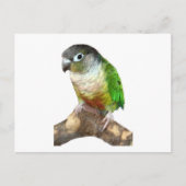 Groene Cheek Conure Briefkaart (Voorkant)