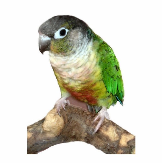 Groene Cheek Conure Fotobeeldje Ornament (Voorkant)