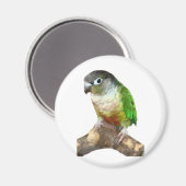 Groene Cheek Conure Magneet (Voorkant / Achterkant)