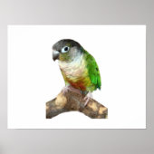 Groene Cheek Conure Poster (Voorkant)