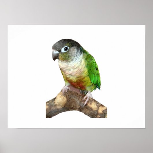 Groene Cheek Conure Poster (Voorkant)