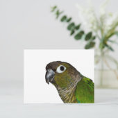Groene Cheeked Conure Briefkaart (Staand voorkant)