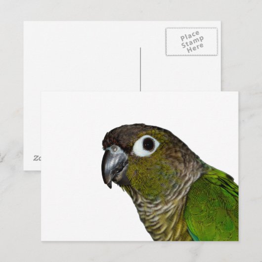 Groene Cheeked Conure Briefkaart (Voorkant / Achterkant)