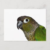 Groene Cheeked Conure Briefkaart (Voorkant)
