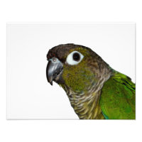 Groene Cheeked Conure