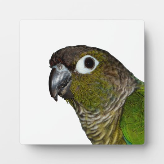 Groene Cheeked Conure Fotoplaat (Voorkant)