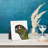Groene Cheeked Conure Fotoplaat (Insitu)