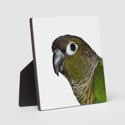 Groene Cheeked Conure Fotoplaat (Voorkant)