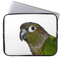 Groene Cheeked Conure