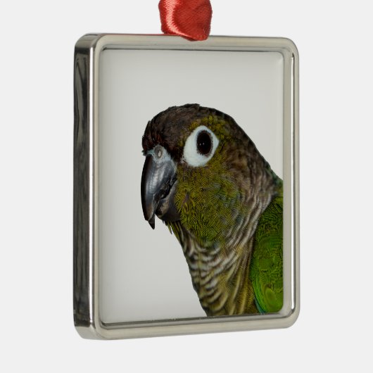 Groene Cheeked Conure Metalen Ornament (Rechts)