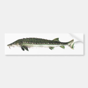 Groene chirurg - Acipenser medirostris Bumpersticker
