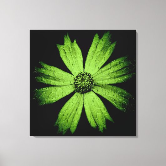 Groene Cosmos Flower on Black Canvas Afdruk (Voorkant)
