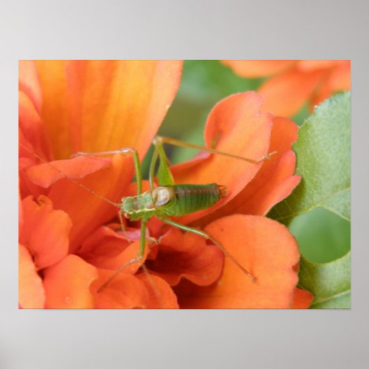 Groene cricket Afdrukken Poster (Voorkant)