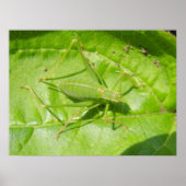 Groene cricket Camouflage afdrukken Poster (Voorkant)