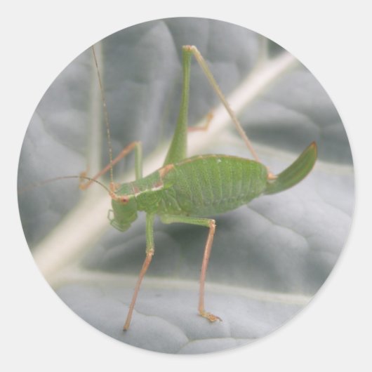 Groene cricket macrostickers ronde sticker (Voorkant)