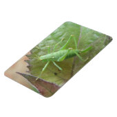Groene Cricket op een Leaf Premium Magnet Magneet (Linkerzijde)