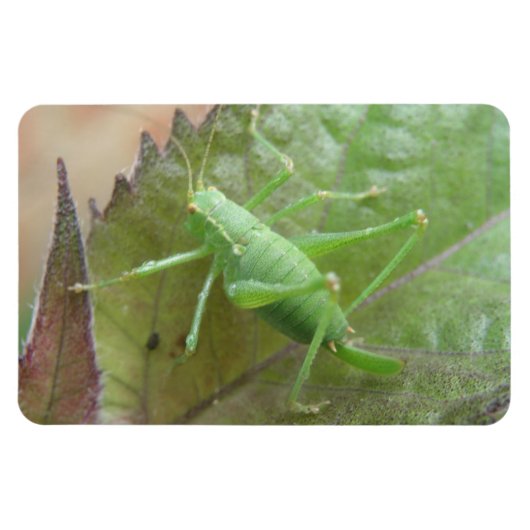 Groene Cricket op een Leaf Premium Magnet Magneet (Horizontaal)