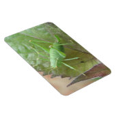 Groene Cricket op een Leaf Premium Magnet Magneet (Rechterzijde)