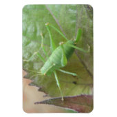 Groene Cricket op een Leaf Premium Magnet Magneet (Verticaal)