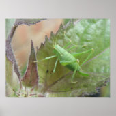 Groene cricket op een lebafdruk poster (Voorkant)