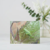 Groene cricket op een leder Briefkaart (Staand voorkant)