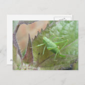 Groene cricket op een leder Briefkaart (Voorkant / Achterkant)