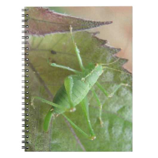 Groene cricket op een leder Notitieboek (Voorkant)