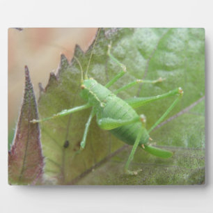 Groene cricket op een leder Plaque Fotoplaat