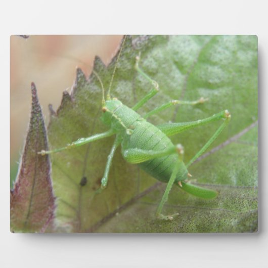 Groene cricket op een leder Plaque Fotoplaat (Voorkant)
