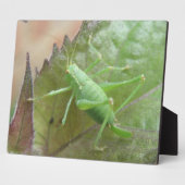 Groene cricket op een leder Plaque Fotoplaat (Zijkant)