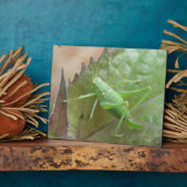 Groene cricket op een leder Plaque Fotoplaat (Zijkant)