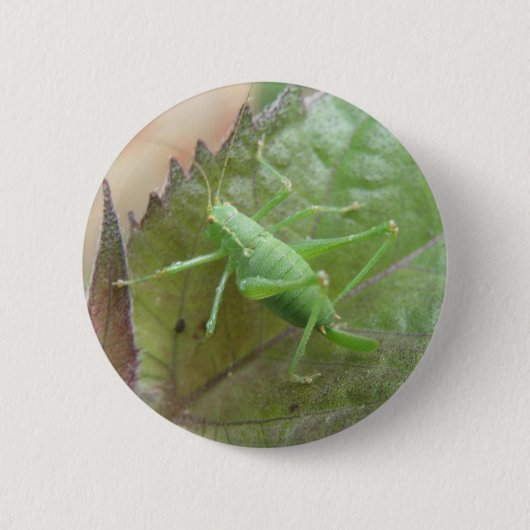 Groene cricket op een lederen Button (Voorkant)