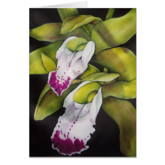 Groene Cymbidium Orchid