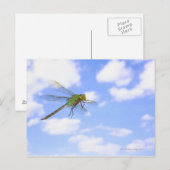 Groene darner (Anax junius) tegen vliegen Briefkaart (Voorkant / Achterkant)