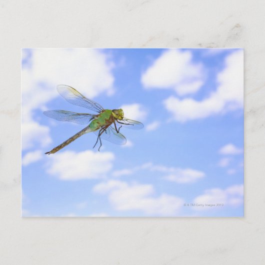 Groene darner (Anax junius) tegen vliegen Briefkaart (Voorkant)