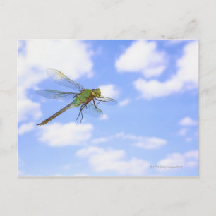 Groene darner (Anax junius) tegen vliegen Briefkaart