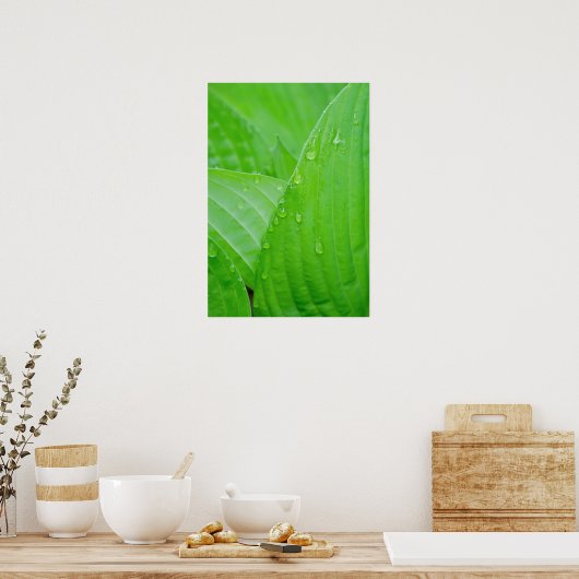 Groene deegbladeren en waterdruppels poster (Keuken)