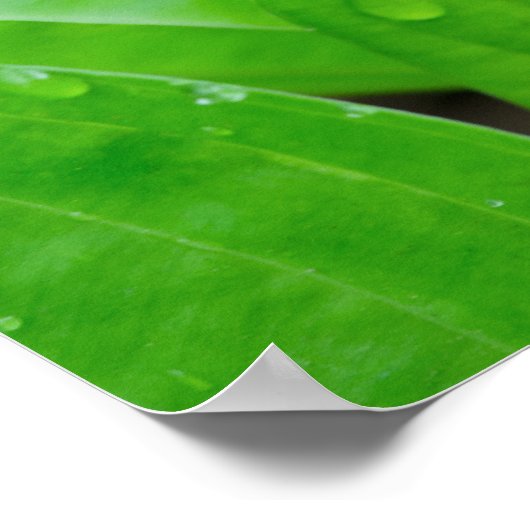 Groene deegbladeren en waterdruppels poster (Hoek)