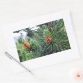 Groene denboom rechthoekige sticker (Envelop)