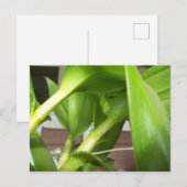 Groene Dendrobium Orchid plant closeup Briefkaart (Voorkant / Achterkant)